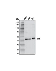 Cell Signaling P53 (1c12) Mouse mAb