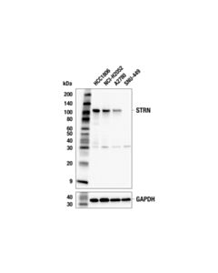 Cell Signaling STRN (E6E3N) Rabbit mAb