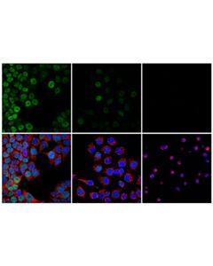 Cell Signaling ID1 (F2M1J) Rabbit mAb (IF/Flow Formulated)