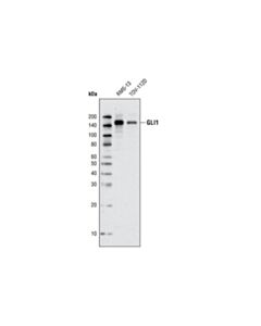Cell Signaling Gli1 (V812) Antibody