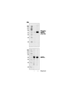 Cell Signaling Phospho-Ampkalpha (Thr172) (40h9) Rabbit mAb