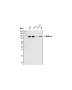 Cell Signaling Beta-Catenin (D10a8) Xp Rabbit mAb (Hrp Conjugate)