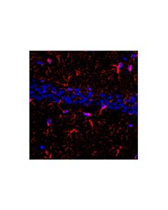 Cell Signaling Goat Anti-Rabbit IgG, Fc Fragment Antibody (Alexa Fluor® 555 Conjugate); 500 µg