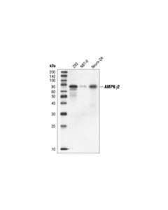 Cell Signaling Ampkgamma2 Antibody