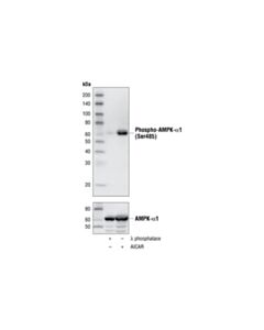 Cell Signaling Phospho-Ampkalpha1 (Ser485) (45f5) Rabbit mAb