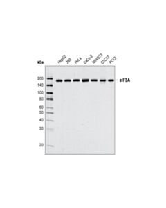 Cell Signaling Eif3a Antibody