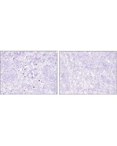 Cell Signaling Olfm4 (D6y5a) Xp® Rabbit mAb (BSA And Azide Free)