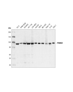 Cell Signaling Psmd2 (D6w7g) Rabbit mAb