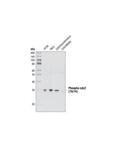 Cell Signaling Phospho-Cdc2 (Thr14) Antibody