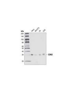 Cell Signaling Cdk2 (78b2) Rabbit mAb