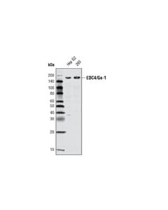 Cell Signaling Edc4/Ge-1 Antibody