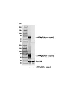 Cell Signaling AMPKgamma3 Antibody