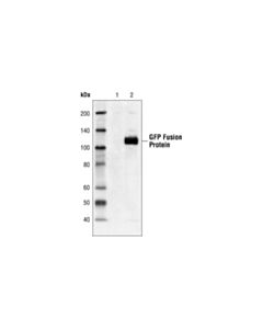 Cell Signaling Gfp Antibody