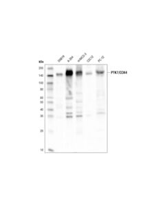 Cell Signaling PTK7/CCK4 (D2Z1N) Rabbit mAb 20 uL