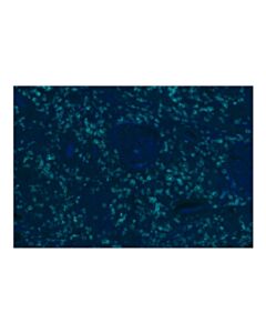 Cell Signaling CD8 alpha (D8A8Y) Rabbit Monoclonal Antibody (Alexa Fluor® 750 Conjugate)