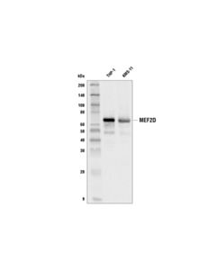 Cell Signaling Mef2d (E9r5j) Rabbit mAb