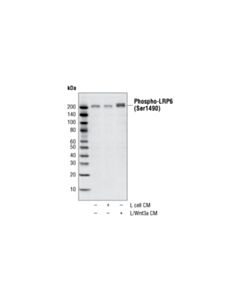 Cell Signaling Phospho-Lrp6 (Ser1490) Antibody