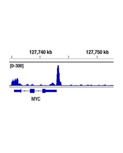 Cell Signaling Tcf4/Tcf7l2 (C48h11) Rabbit mAb