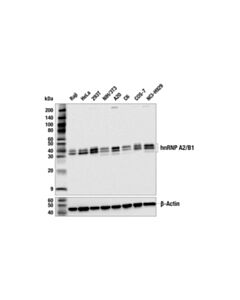 Cell Signaling hnRNP A2/B1 Antibody