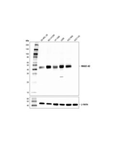 Cell Signaling Mage-A3 Antibody