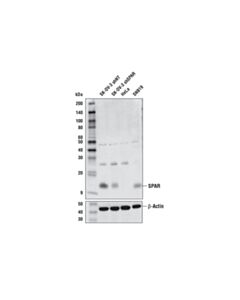 Cell Signaling SPAR (D9P9T) Rabbit mAb 20 uL