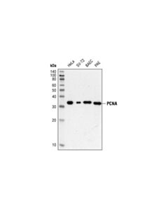 Cell Signaling Pcna (Pc10) Mouse mAb