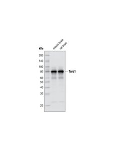 Cell Signaling TORC1/CRTC1 (C71D11) Rabbit mAb 20 uL