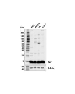 Cell Signaling BAF (E4O8R) Rabbit mAb (BSA and Azide Free)