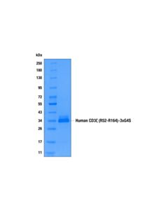 Cell Signaling Human CD3 zeta (R52-R164)-3xG4S Recombinant Protein Quantitative Control