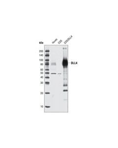 Cell Signaling Dll4 Antibody