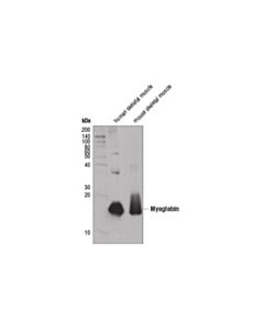Cell Signaling Myoglobin (D2f5x) Rabbit mAb