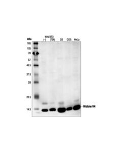 Cell Signaling Histone H4 Antibody