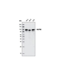 Cell Signaling Nup98 (C39a3) Rabbit mAb