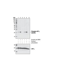 Cell Signaling Phospho-Hp1gamma (Ser83) Antibody