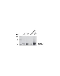 Cell Signaling Ampkalpha (23a3) Rabbit mAb