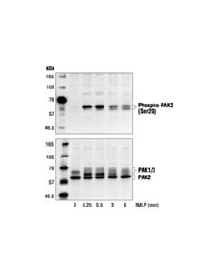 Cell Signaling Phospho-Pak2 (Ser20) Antibody