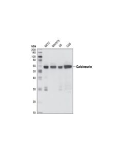 Cell Signaling Pan-Calcineurin A Antibody