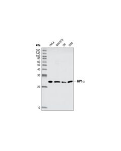 Cell Signaling Hp1alpha Antibody