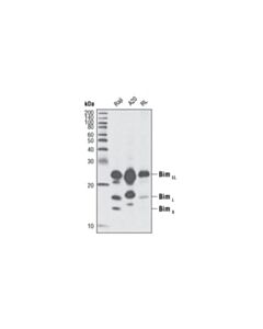 Cell Signaling Bim (C34c5) Rabbit mAb (BSA And Azide Free)