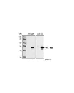 Cell Signaling Gst (91g1) Rabbit mAb