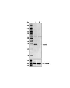 Cell Signaling SirT3 (C73E3) Rabbit mAb 20 uL
