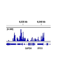 Cell Signaling Rpb1 Ctd (4h8) Mouse mAb