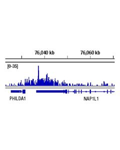 Cell Signaling Phospho-Rpb1 Ctd (Thr4) (D7l9w) Rabbit mAb