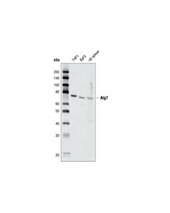 Cell Signaling Atg7 Antibody