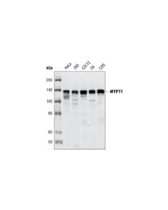 Cell Signaling Mypt1 Antibody