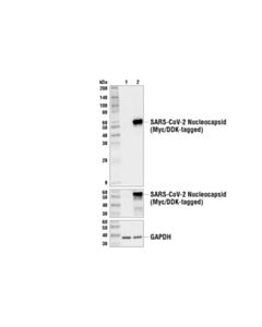 Cell Signaling Sars-Cov-2 Nucleocapsid Protein (Hl344) Rabbit mAb