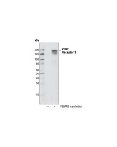 Cell Signaling VEGF Receptor 3 (C28G5) Rabbit mAb 20 uL