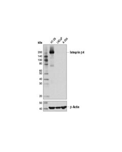 Cell Signaling Integrin beta4 (D8P6C) XP ® Rabbit mAb (BSA and Azide Free)