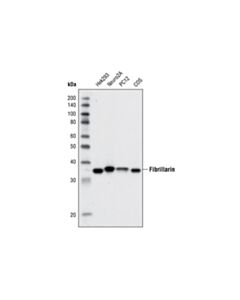 Cell Signaling Fibrillarin (C13c3) Rabbit mAb