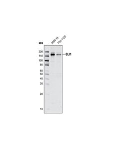 Cell Signaling GLI1 (L42B10) Mouse mAb 20 uL